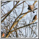 Pyrrhula pyrrhula - Gimpel 01.jpg